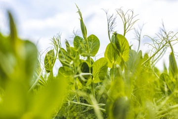 Sprouts of young pea plants grow in rows in a field in the rays of the sun. Stylized shot of green pea shoot sprouts (also known as microgreens) growing showing their leaves and tendrils.