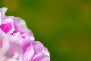 Soft pink peony flower on green background for wallpaper. Macro, close up, copy space for text