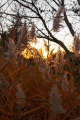 Reed in the quiet evening on a sunset. Close up
