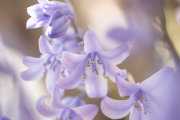 close up of purple hyacinth