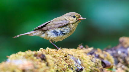 Common chiffchaff, phylloscopus collybita at the water side
