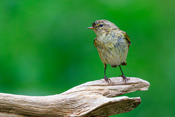 Common chiffchaff, phylloscopus collybita on a tree branch