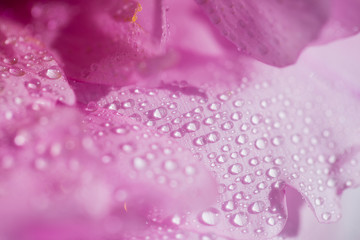 Dew on pink petal. Macro, close up, copy space for text - 352799877