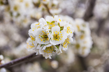 Spring blooming garden. Flowering branch of the plum tree (Prunus domestica) close-up. Soft bokeh. Selective focus.