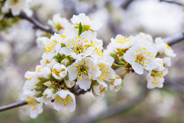 Spring blooming garden. Flowering branch of the plum tree (Prunus domestica) close-up. Soft bokeh. Selective focus.