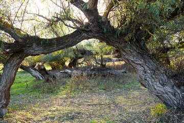 Obraz premium Leaning (tilted) tree of the virgin on the river bank