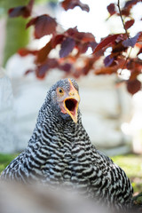 close up of a head of a bird