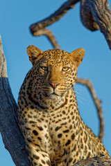 A beautifully marked Female Leopard in a tree, staring intently at the camera during a Game Drive.