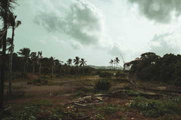 Azjatycki krajobraz wiejski, pola rolne, pola ryżowe, palmy. © insomniafoto