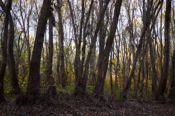 Fototapeta premium The trunks of the willow trees