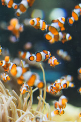 Shoal of clown-fishes swimming inside an aquarium 