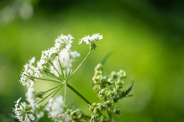 white flowers on green grass