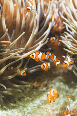 Naklejka na ściany i meble Shoal of clown-fishes swimming inside an aquarium 