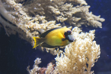 A single fish swimming alone in an aquarium