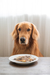 Golden retriever looking at food on the table