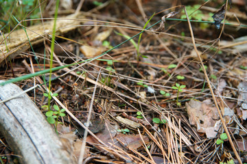 Ground in forest covered with coniferous needles and branches.