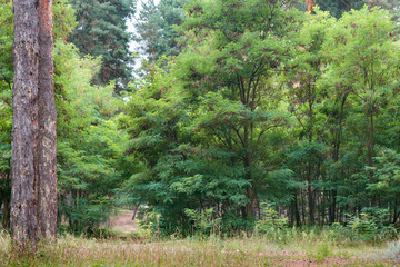 Obraz premium Forest landscape with mixed coniferous and deciduous plants. Path in woodland between trees. Great place to walk, soft selective focus on foreground.