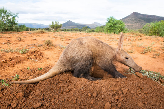 Aardvark feeding during the late afternoon in winter