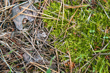 Soil in forest covered with coniferous needles and branches.