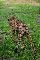 The walking style of the cheetah