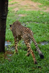 The walking style of the cheetah