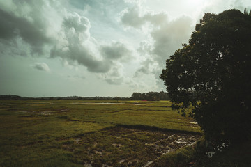 Azjatycki krajobraz wiejski, pola rolne, pola ryżowe, palmy. © insomniafoto