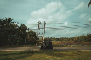 Azjatycki krajobraz wiejski, pola rolne, pola ryżowe, palmy. © insomniafoto