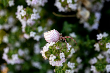 Thomise variable, arraignée