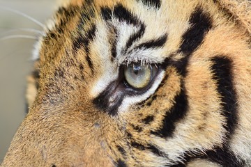 portrait ofThe close-up eyes of the little tiger a tiger