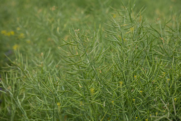 Reife Rapsschoten Raps 