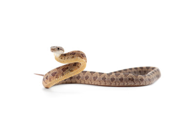 The Beauty rat snake attack pose isolated on white background