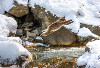 Japanese macaques jumping through a small river. Japan. Nagano. Jigokudani Monkey Park.