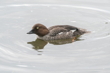 Common goldeneye