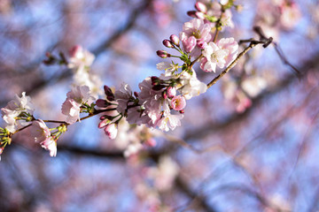 cherry blossom in spring