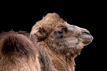 beautiful portrait of a camel