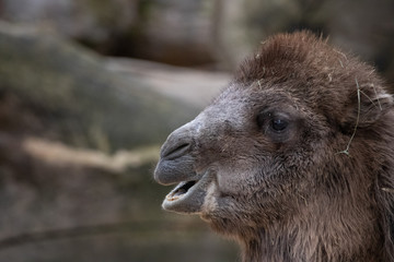 beautiful portrait of a camel