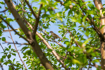 Sparrow in the branches of a dense tree