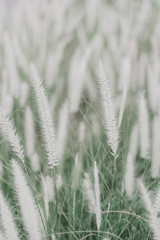 Vertical background with Pennisetum setaceum or African Fountain Grass