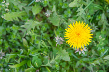 Dandelion on a background of green grass