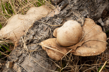 Close-up of a pair of Polyporus squamosus mushrooms growing on a live tree in the forest, illustrating symbiosis and interaction of various living things.