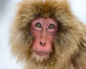 Portrait of Japanese macaque. Close-up. Japan. Nagano. Jigokudani Monkey Park.