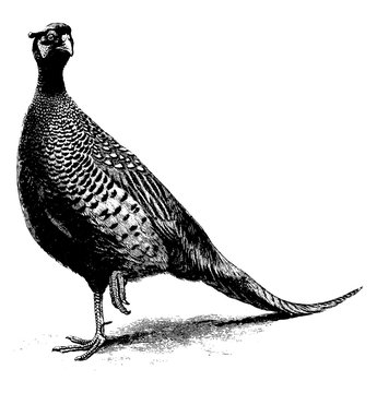 recommend clip art: Pheasant, vintage illustration.