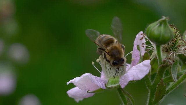 Bee on a Blackberry blossom in spring - (4K)