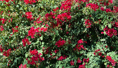 Fototapeta na wymiar Background of bright red flowers in close-up.