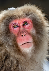 Portrait of Japanese macaque. Close-up. Japan. Nagano. Jigokudani Monkey Park.
