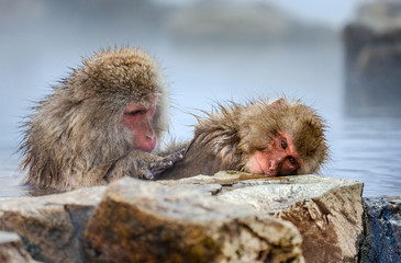 Two Japanese macaques sitting in water in a hot spring. Japan. Nagano. Jigokudani Monkey Park.