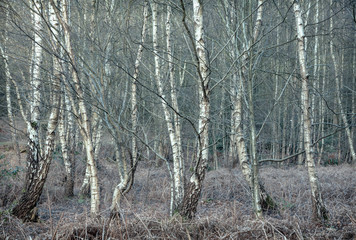 Winter in Witton Wood, North Norfolk