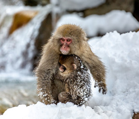 Mother with a baby Japanese macaque sitting in the snow. Japan. Nagano. Jigokudani Monkey Park. 