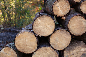 Stacked Firewood, close up. Log trunks pile, logging timber wood industry. Wood pile reserve for winter. Pile of chopped firewood. Background texture wood. Stack of sawn logs. A lot of cutted logs.