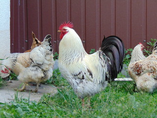 white rooster on the green grass